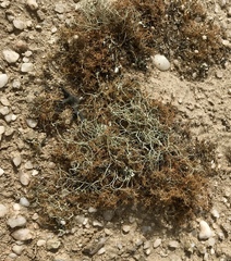 Teloschistes capensis