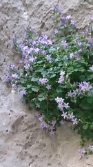 Campanula fenestrellata fenestrellata