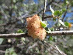 Andricus crystallinus