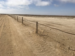 Teloschistes capensis