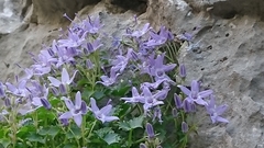 Campanula fenestrellata fenestrellata