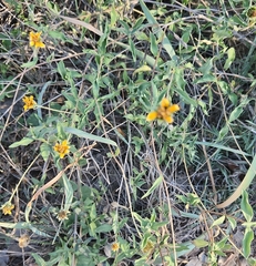 Wedelia hispida