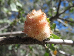 Andricus crystallinus