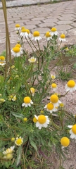 Matricaria chamomilla