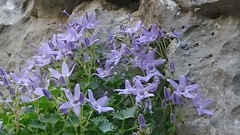 Campanula fenestrellata fenestrellata