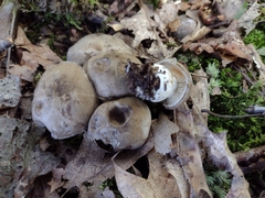 Lyophyllum