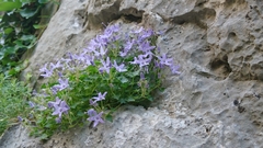 Campanula fenestrellata fenestrellata
