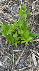 Amsonia tabernaemontana