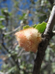 Andricus crystallinus