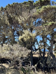 Pinus contorta contorta