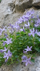 Campanula fenestrellata fenestrellata