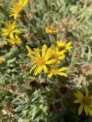 Heterotheca sessiliflora