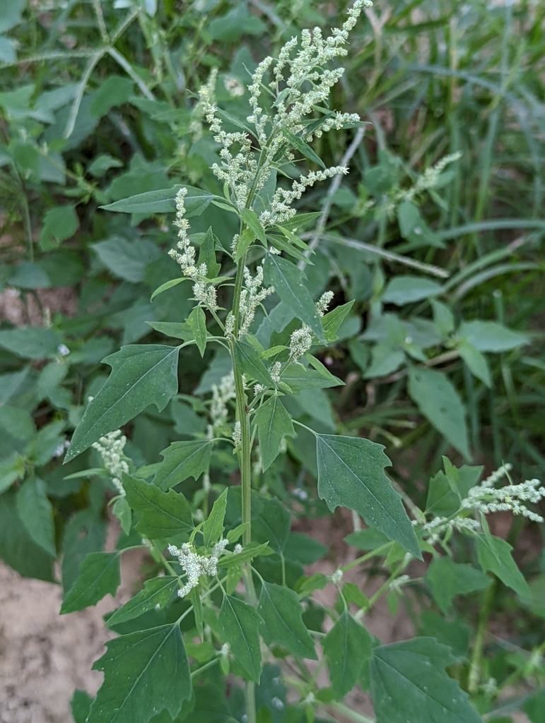 Chenopodium album