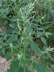 Common Lambsquarters