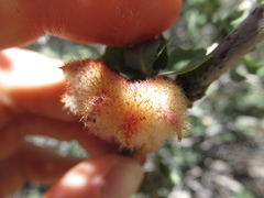 Andricus crystallinus