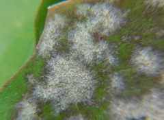 Golovinomyces cichoracearum