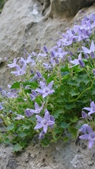 Campanula fenestrellata fenestrellata