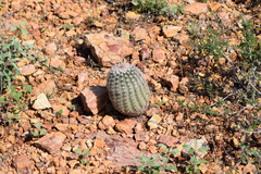Echinocereus pectinatus rutowiorum