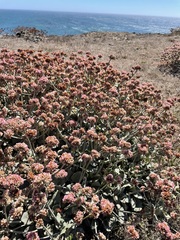 Eriogonum latifolium