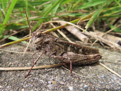 Oedaleus infernalis