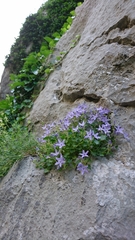 Campanula fenestrellata fenestrellata