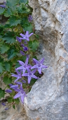 Campanula fenestrellata fenestrellata