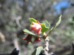Cynips douglasii