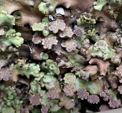 Marchantia