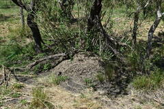 Acromyrmex crassispinus