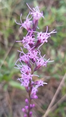 Liatris quadriflora