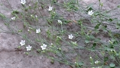 Arenaria orbicularis