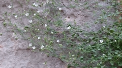 Arenaria orbicularis