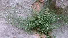 Arenaria orbicularis