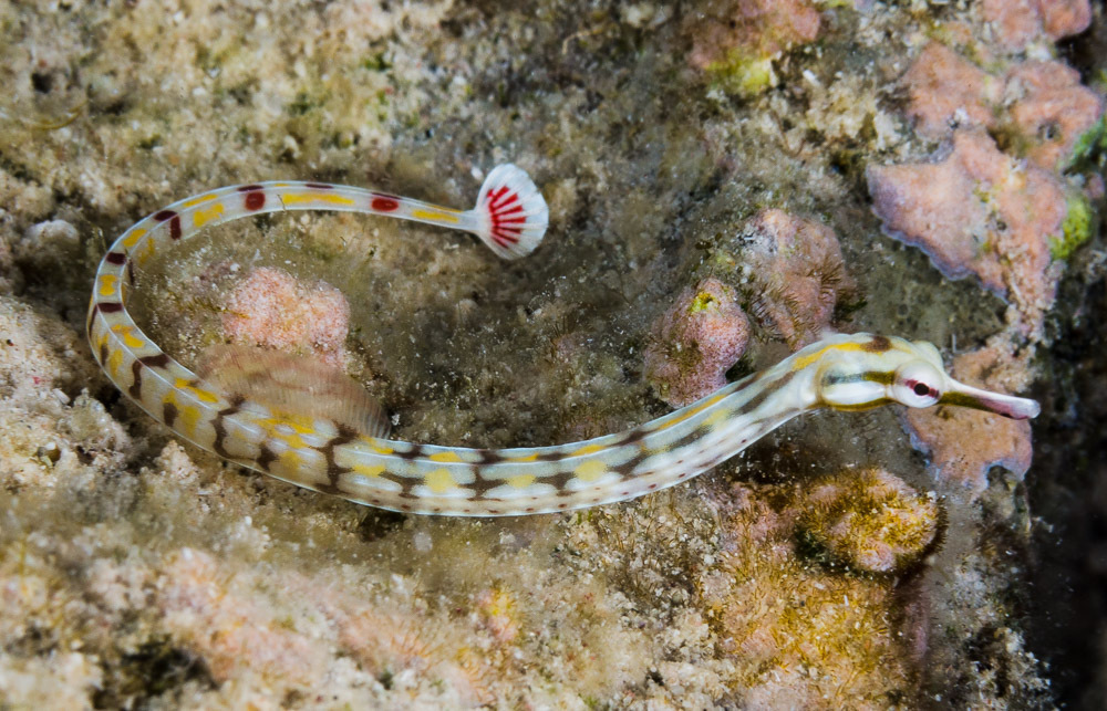 Banded pipefish (Corythoichthys flavofasciatus) — Syngnathidae