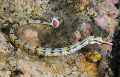 Corythoichthys flavofasciatus