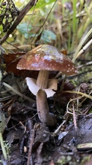 Cyclocybe