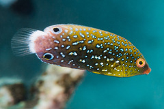 Yellowbreasted Wrasse photo 2