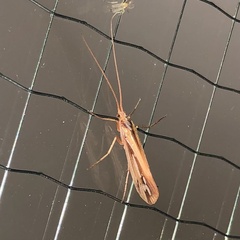 Limnephilus ornatus