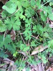 Geranium solanderi