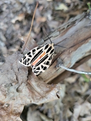 Apantesis parthenice