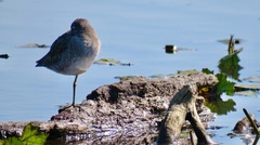 Limnodromus scolopaceus