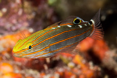 Koumansetta rainfordi