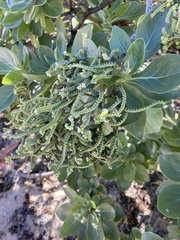 Heliotropium arboreum