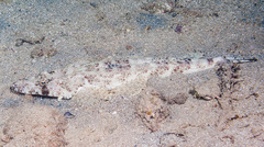 Papilloculiceps longiceps