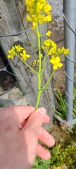 Brassica rapa
