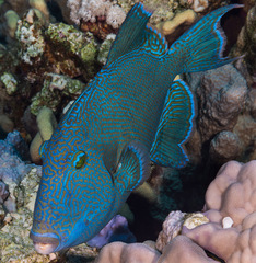 Pseudobalistes fuscus