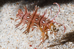 Novaculichthys taeniourus