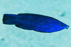 Larabicus quadrilineatus