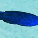 Fourline Wrasse - Photo (c) François Libert, some rights reserved (CC BY-NC-SA), uploaded by François Libert