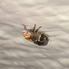 Clastoptera obtusa